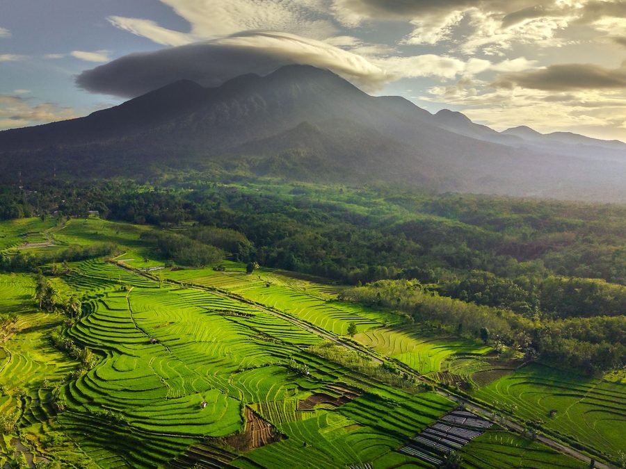 Terraced rice paddy fields, aerial view